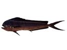 Coryphaena hippurus; Local name: Anfalous; Common name: Common dolfinfish
