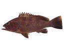 Epinephelus bleekeri; Local name: Summan; Common name: Duskytail grouper
