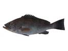 Epinephelus chlorostigma; Local name: Subati; Common name: Brown-spotted grouper
