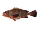 Epinephelus diacanthus; Local name: Hamoor; Common name: Thornycheek grouper
