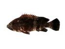 Epinephelus stoliczkae; Local name: Hamoor khor; Common name: Egaulet grouper
