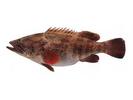 Epinephelus tauvina; Local name: Hamoor; Common name: Greasy grouper
