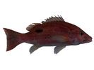 Lutjanus russelli; Local name: Umm dreiss; Common name: Russell`s snapper
