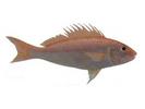 Nemipterus tolu; Local name: Andag; Common name: Peron`s threadfinfish
