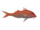 Parupeneus cyclostomus; Local name: Hedi; Common name: Goat fish

