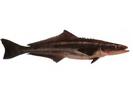 Rachycentron canadum; Local name: Sikel; Common name: Cobia
