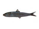 Sardinelle longiceps; Local name: Uomah; Common name: Indian oil-sardinella
