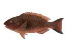 Scarus ghobban; Local name: Gain; Common name: Parrotfish
