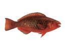 Scarus prersicus; Local name: Gain; Common name: Gulf parrotfish
