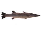 Sphyraena barracuda; Local name: Gidd; Common name: Great barracuda
