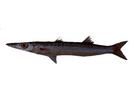 Sphyraena obtusata; Local name: Gidd; Common name: Yellow-finned barracuda
