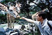 Денис кормит жирафов