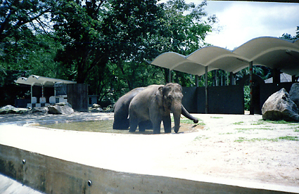 Слоны принимают ванну